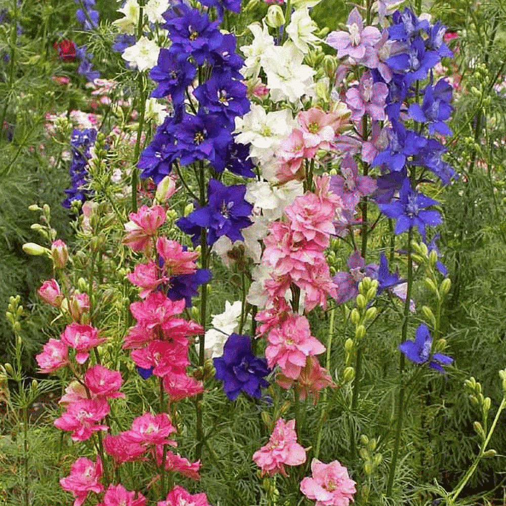 30PCs Delphinium Larkspur Flowers Seeds Giants Beautiful Flowers in Home Garden