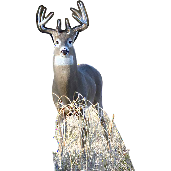 H13186 White Tail Buck Deer