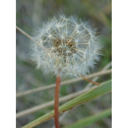 Canvas Print Dandelion Grass Green Stretched Canvas 10 x (Best Way To Kill Dandelions And Not Grass)