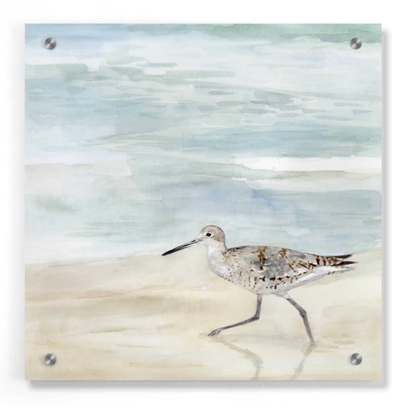 Epic Art 'Speckled Willet II' by Victoria Borges, Acrylic Wall Art, 36"x36"