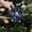 Navy, variant on Artificial Valentine Flowers,Valentines Flowers Artificial,24CM Powder Flocking Christmas Flower Magnolia High-end Fabric Christmas Decoration Simulation Flower(Green)