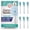 White, variant on GuruNanda Lion & Lamb 2.0 Replacement Brush Head (Pack of 6), Round-Ended, Soft Dupont Bristles to Help with Plaque Control, BPA-free- White