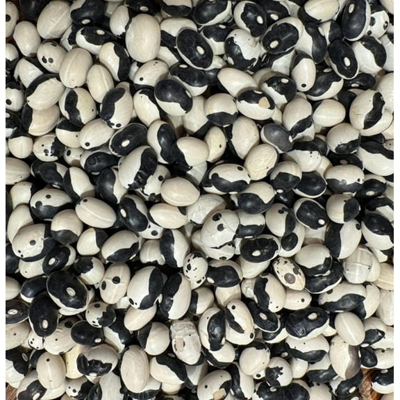 Orca Yin Yang Black Calypso Bean Heirloom Seeds for Planting Packet