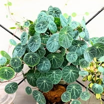 Stephania Cepharantha Live Plant, Rare Caudex Plant from 4 to 7 inches Tall in 3.5 inch Pot for Houseplant