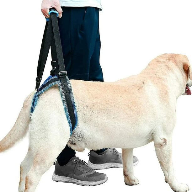 Disabled dog harness discount