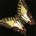 thumbnail image 2 of Vision Studio 26x26 Black Ornate Wood Framed with Double Matting Museum Art Print Titled - Small Dramatic Butterflies III, 2 of 4