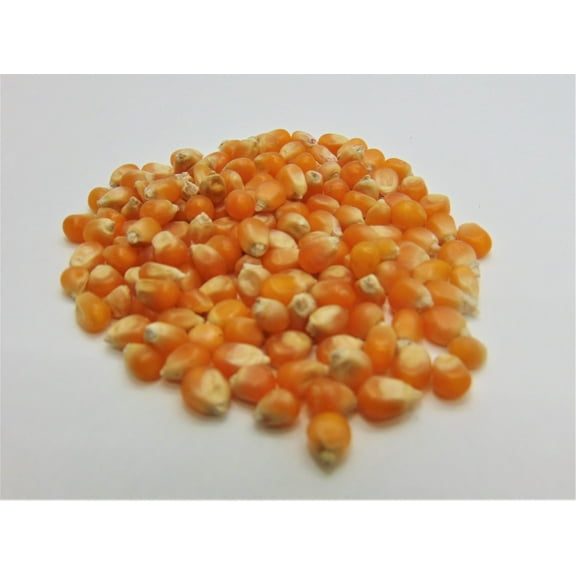 Yellow Popping Corn, Corn Seed for Growing, 200 Seeds, Heirloom, Open Pollinated Non-GMO Garden Seeds by Country Creek Acres, Grown in USA, Microgreen Seed