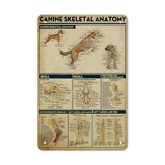 Canine Skeletal & Muscle Anatomy Creative Gift Tin Art - Unique Design - Housewarming Gift