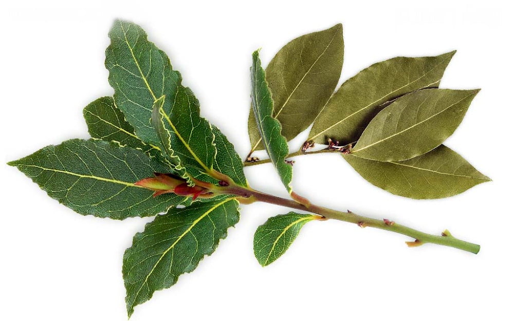 Tuscan Sky Sweet Bay Laurel Herb Laurus nobilis Quart Pot