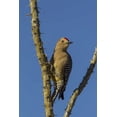 thumbnail image 2 of Illg, Cathy and Gordon 11x14 White Modern Wood Framed Museum Art Print Titled - AZ, Sonoran Desert Gila woodpecker on ocotillo, 2 of 4