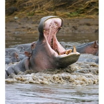 Yawning Hippopotamus Hippopotamus Amphibius At Serengeti National Park Tanzania Poster Print by Carson Ganci - 14 x 16