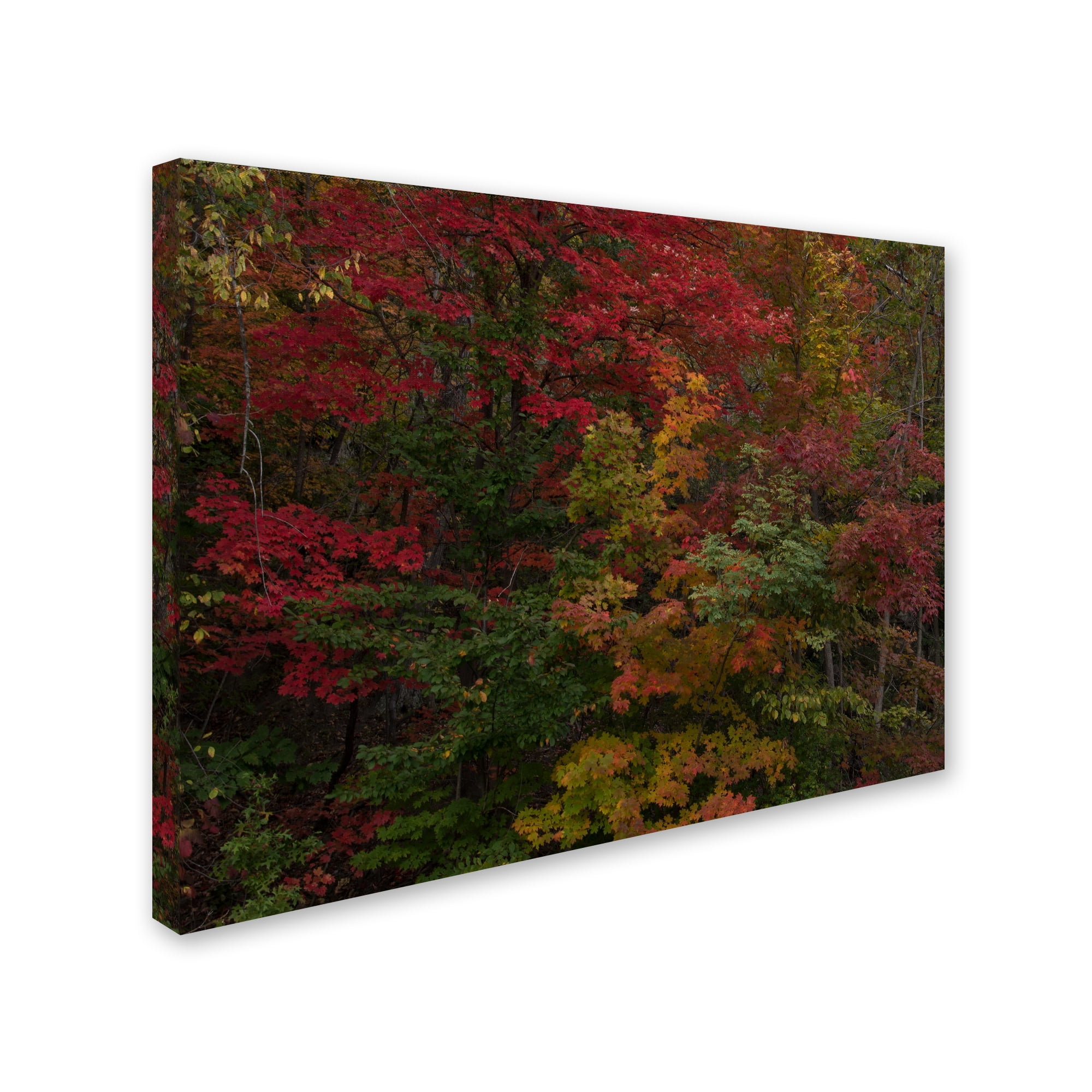 Trademark Fine Art "Why I Love Autumn" Canvas Art by Kurt Shaffer