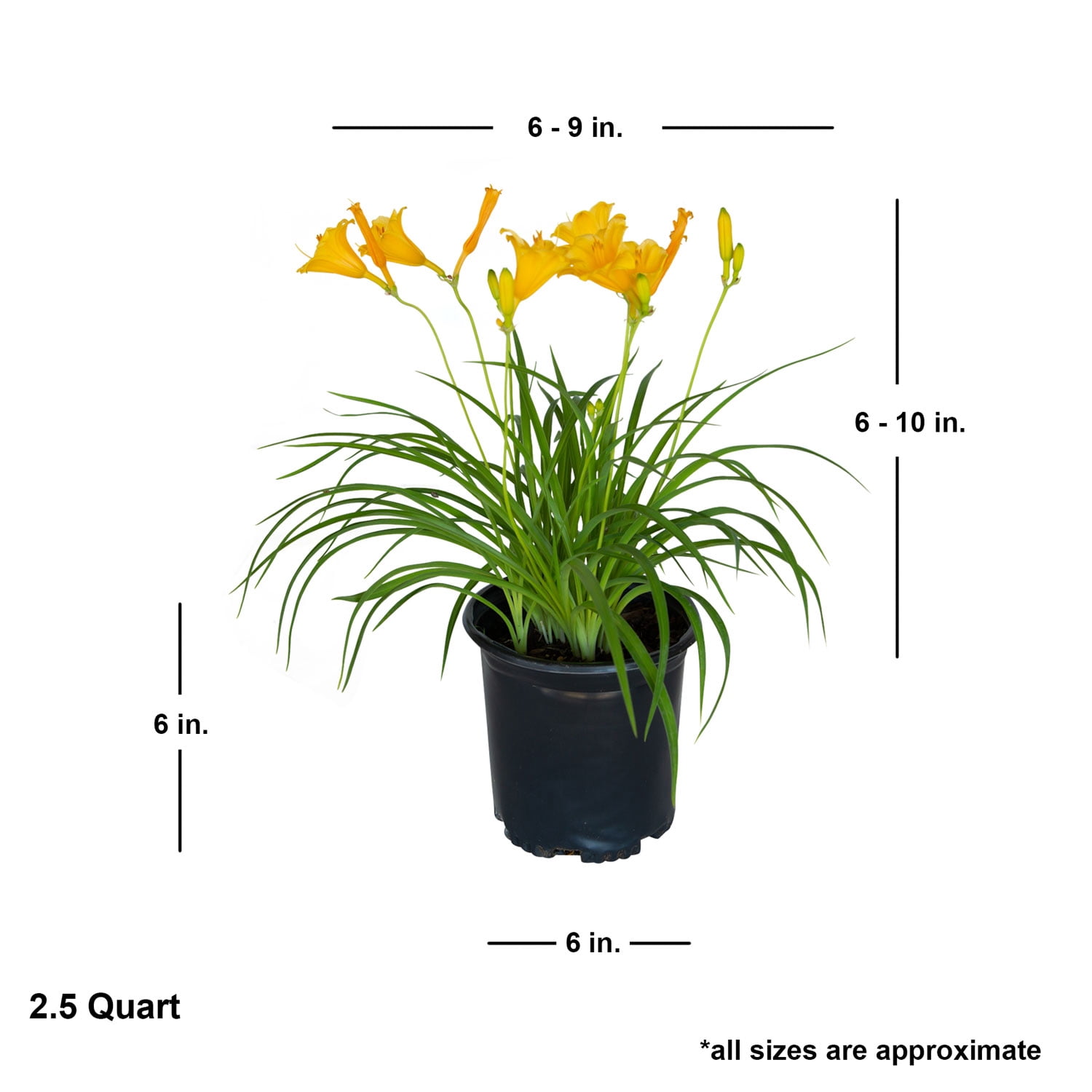 Expert Gardener Stella De Oro Daylily Live Outdoor Plant, 2.5 qt Grower Pot, Yellow Blooming Perennial, Full Sun
