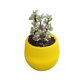 thumbnail image 1 of Macetas sin marca para plantas, macetas para suculentas, maceta de color sólido (amarillas), macetas para suculentas, 1 of 5