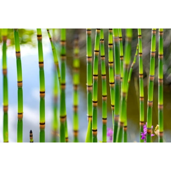 20 Horsetail Plant Cuttings to Grow - Equisetum - Great Aquatic Feature, Koi Pond Aquascape - Looks Like Mini Bamboo