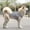 Gray, variant on Pet Vests For Dogs And Cats Small Medium And Large Pet Supplies, Pet Vest Top For Canine Feline Outdoor Indoor Wear, Pet Apparel With Elastic Neck Opening For Small Medium Large