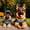 12x12 inch, variant on DIY Diamond Painting Kits for Adults Adorable German Shepherd Puppies 5D Diamond Art Kits, Full Drill Diamond Painting Kits, Gem Arts and Crafts for Beginner Home Wall Decor
