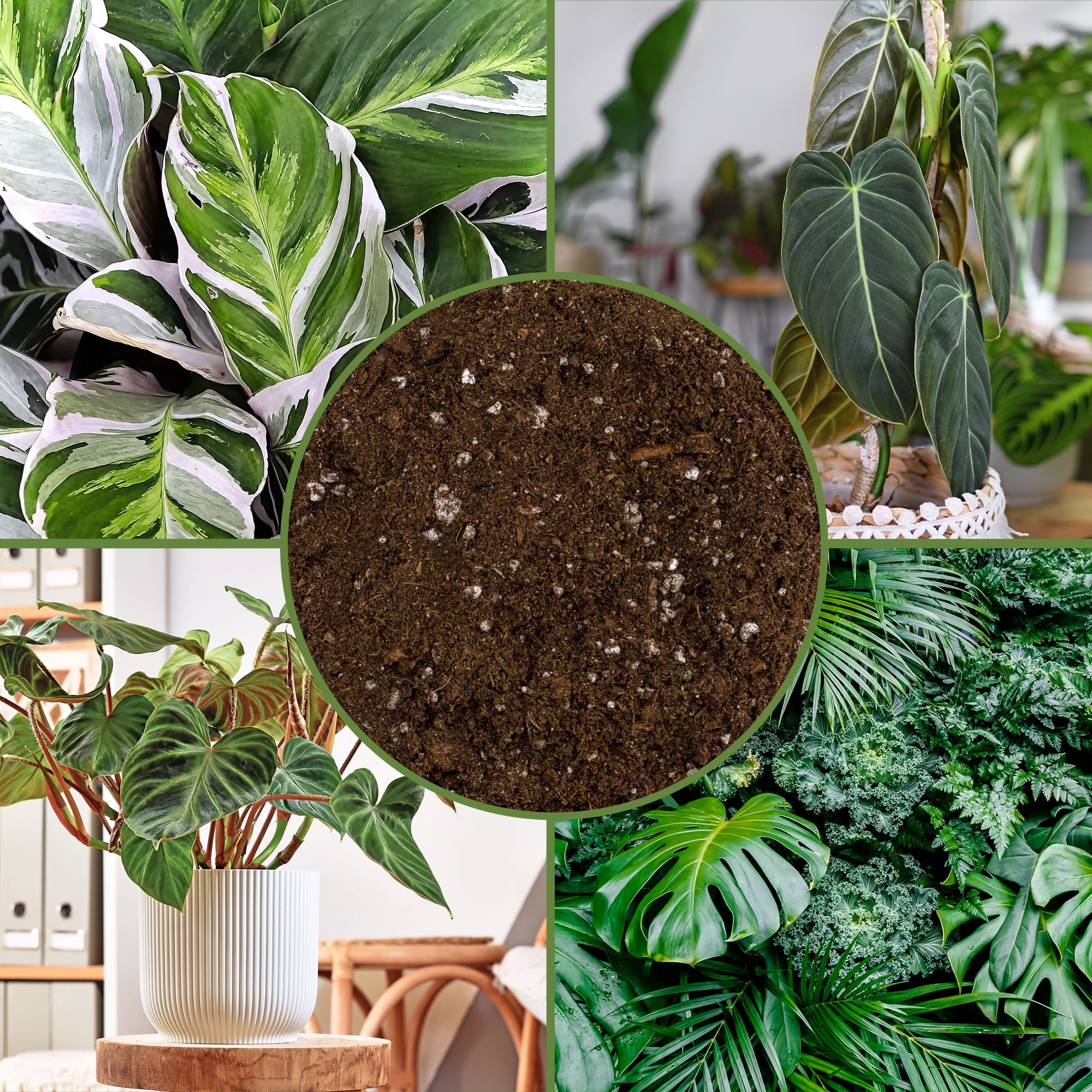 Soil Sunrise Tropical House Plant Potting Mix (12 Quarts); for All Types of Indoor House Plants