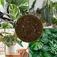 thumbnail image 6 of Tropical House Plant Potting Mix (2 Quarts); for All Types of Indoor House Plants, 6 of 9