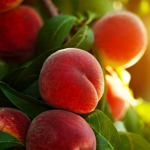 Brighter Blooms - Contender Peach Tree, 3-4 ft. - No Shipping to AK, AL, AR, AZ, CA, CO, HI, ID, LA, MS, OR, WA