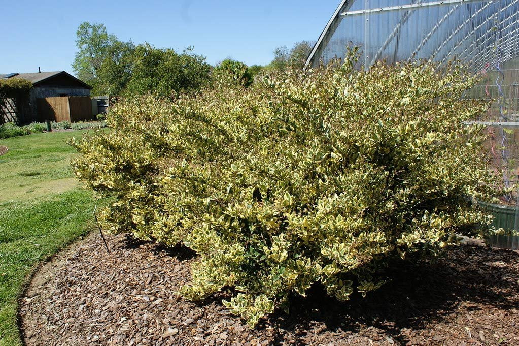 Ligustrum Japonicum Jack Frost Privet - 40 Live Plants - Variegated Evergreen Hedge