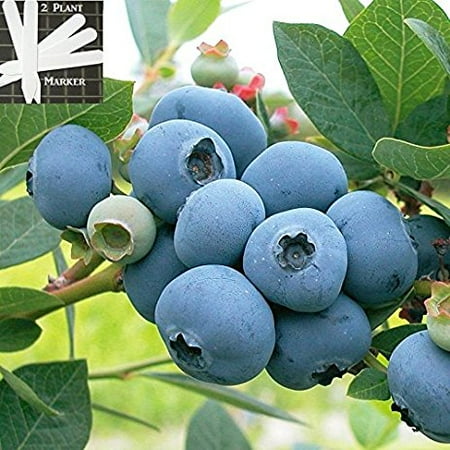 - Organic Hardyblue Blueberry (Heirloom) 300+ Seeds +2 Free Plant Markers