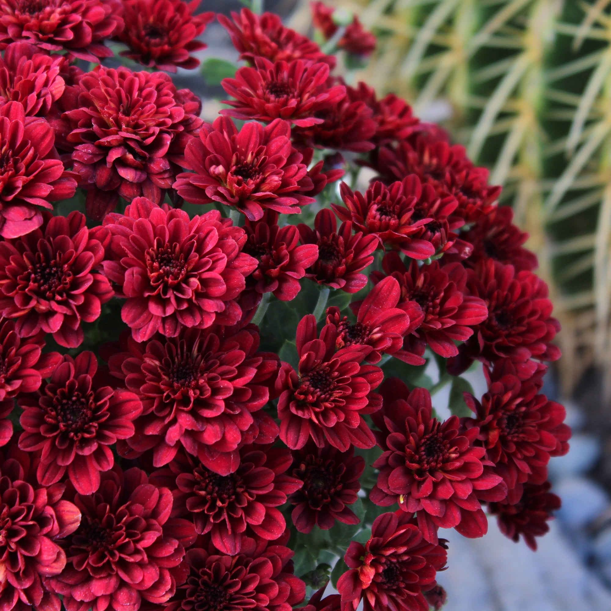 Expert Gardener 3QT Red Mum Live Plant