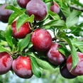 150+ Tropical Beach Plum MMF7 Fruit Tree Seeds for Planting Outdoor