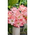 thumbnail image 1 of GSDWIUEW Double Amaryllis Bulbs for Fall Planting Large Hippeastrum Perennial Flowers Bulbs Size 10-11 Inch Perfect for Garden, Gift with Wrapping and Planting Instruction (1, Flaming Peacock), 1 of 5