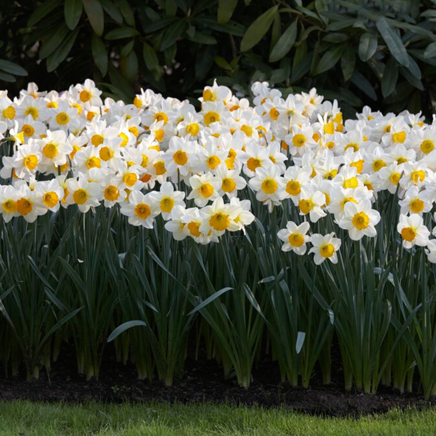 Garden State Bulb Narcissus Large Cupped Sempre Avanti Daffodil Flower Bulbs, 16/18cm (Bag of 50)