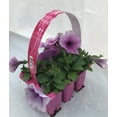 thumbnail image 4 of Expert Gardener 306 PK Multicolor Petunia Wave (1 pack) Grower pot, 4 of 8