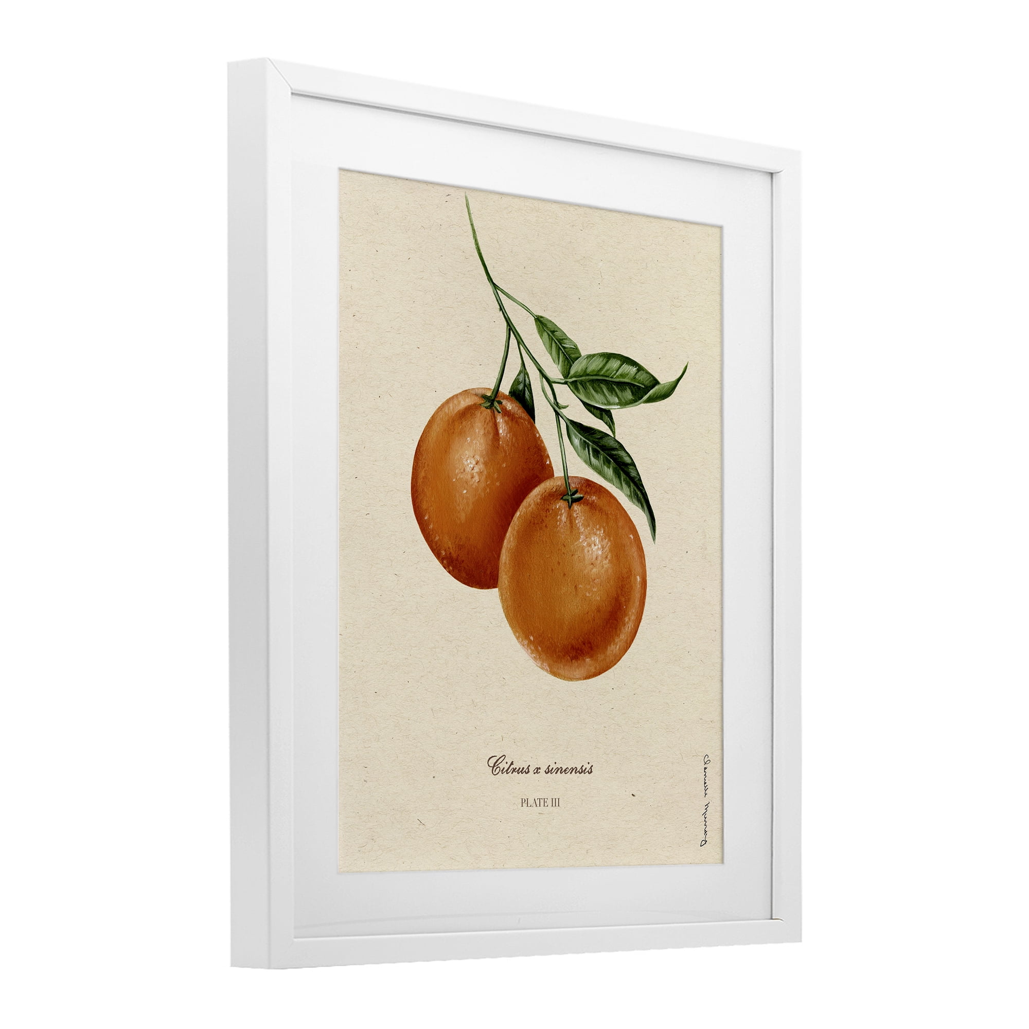 Stupell Industries Orange Fruit Portrait White Framed Print Under Glass, design by Danielle Murray