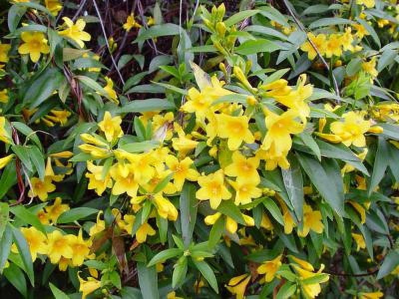 Classy Groundcovers, Carolina Jasmine, Carolina Jessamine, Yellow Jessamine, Evening Trumpetflower, Trumpet Flower, Wild Jasmine, False Jasmine {2...