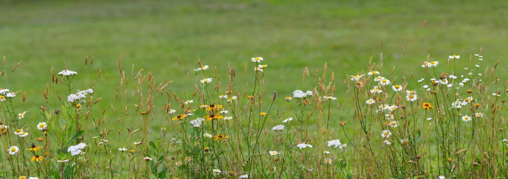 Wildflowers Portvil