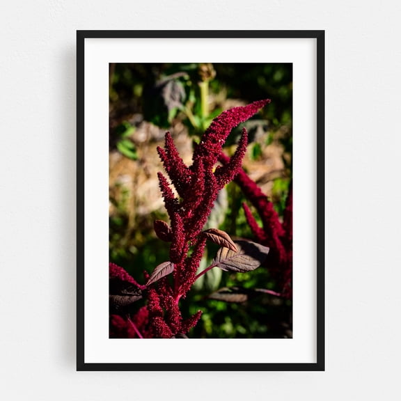 Red Amaranth tall - Carmel Valley California Photography Botanical Floral Nature Garden Flowers Scenic Autumn Black Framed Wall Art Print 24 x 36 inches