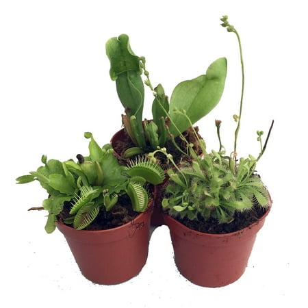 Carnivorous Terrarium Plants - Assortment of 3 Plants in 2