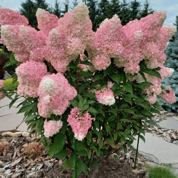 Phantom Hydrangea Paniculata Live Tree, 3 - 5 Inches Tall, White Pink Blooms, Hydrangea Plant Live for Outdoor Gardening, Dormant