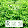 thumbnail image 5 of Organic Way Savory Leaf (Satureja hortensis) Cut & Sifted - Herbal Tea | European Wild-Harvest | Organic & Kosher Certified | Non GMO & Gluten Free | USDA Certified | Origin - Albania (1/2LBS / 8Oz), 5 of 9
