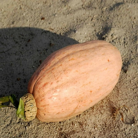 Pink Banana Jumbo Winter Squash Garden Seeds - 4 Oz - Organic, Non-GMO, Heirloom - Vegetable Gardening Seed