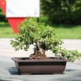thumbnail image 5 of Imitation Purple Sand Dark Brown Plastic Antique Flower Pot Suitable for Succulent Small Potted Small Bonsai, 5 of 5