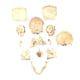 thumbnail image 4 of Medical-Skull Human Body Model Education Skull Model 1:2 for Student Teaching Study Assembling Model, 4 of 5