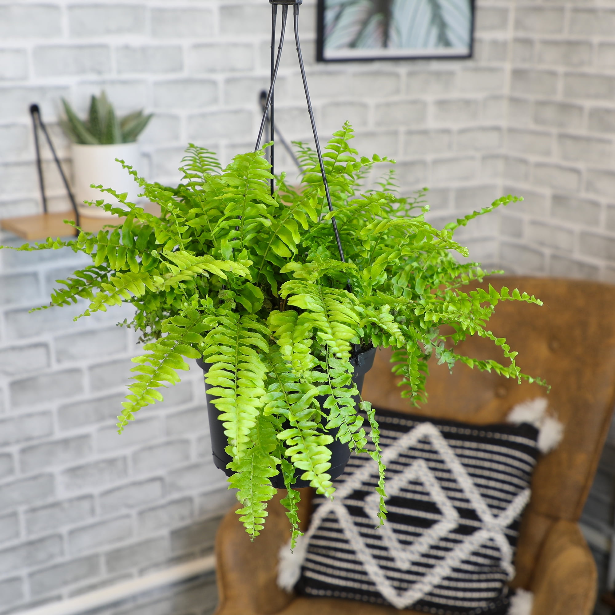 Element by Altman Plants 6in Boston Fern