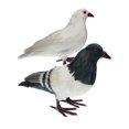 thumbnail image 1 of 2 Unids Plumas De Aves Corral Patio Estatuillas Decoración Concepto Ergonómico profesion, 1 of 9
