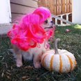 thumbnail image 4 of Peluca divertida de cosplay para perros, ropa para la cabeza, disfraces de Toypet, vestido de gato para Halloween Feliz Sencillez, 4 of 5