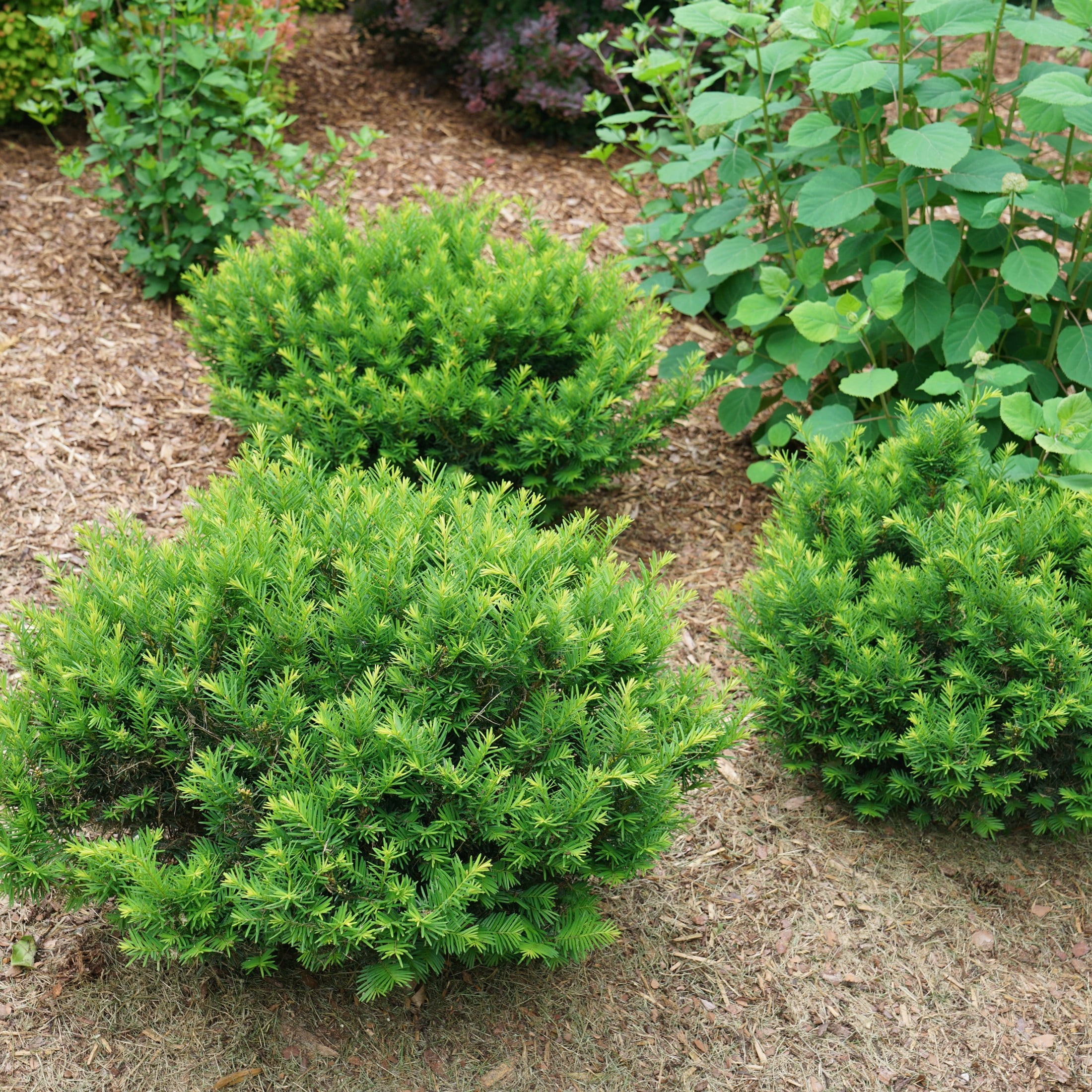 Proven Winners ColorChoice 5" Stonehenge Dark Druid Yew Live Plant in 4.5" Pot (4 Count)