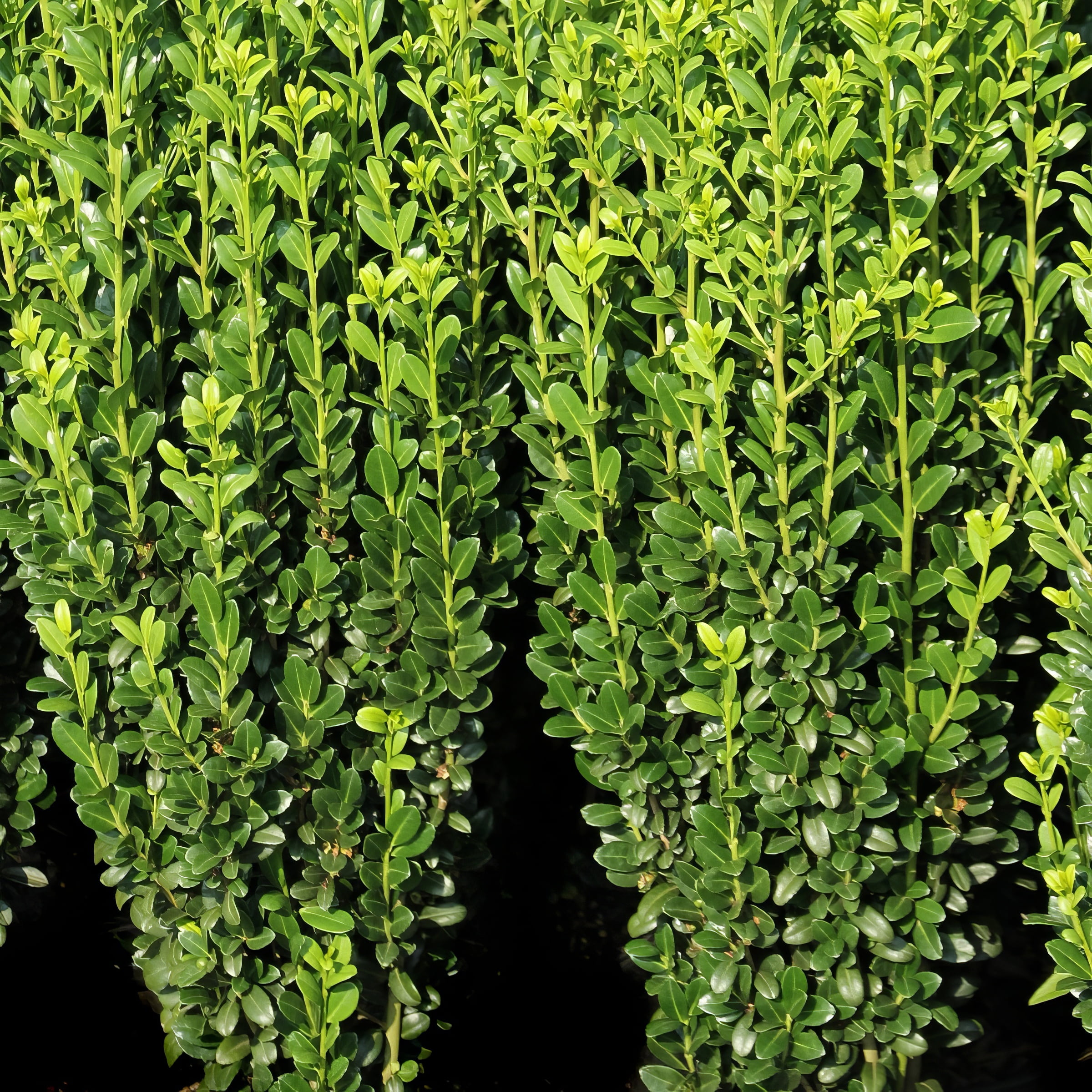 1 gal Holly 'Sky Pencil' Live Shrub with Full Sunlight
