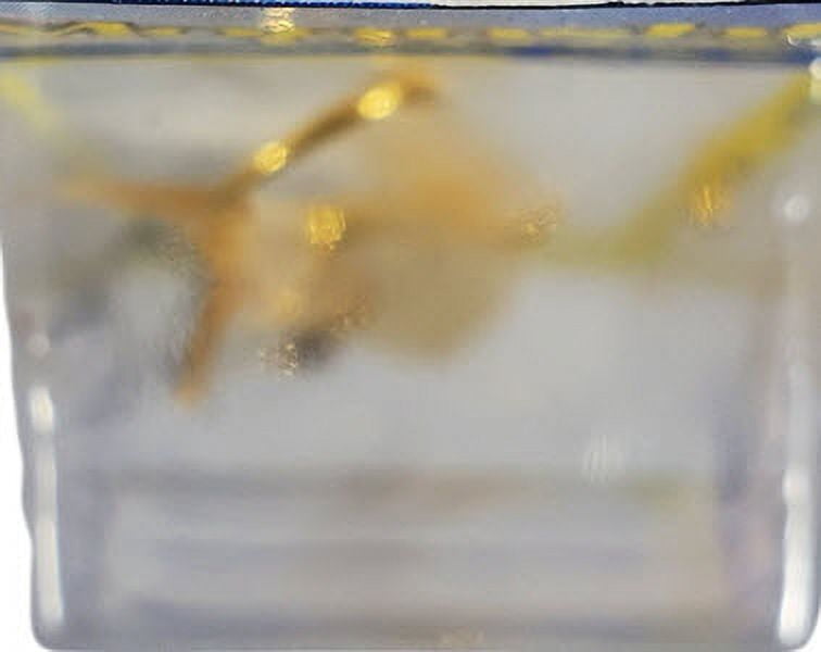 Moonshine Lures, Fishing Lure Jig, Shiver Minnow 3", Gold
