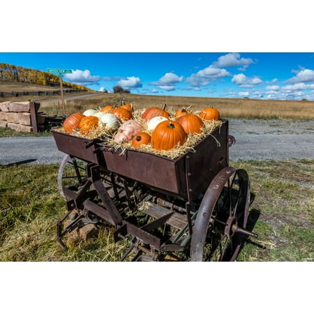 Display of Halloween Pumpkins Hastings Mesa Colorado - near Ridgway Poster Print by Panoramic Images
