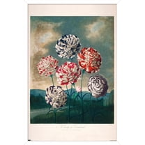 A Group Of Carnations Wall Poster, 22.375" x 34" Framed