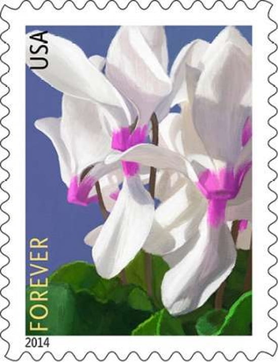 Cyclamen Canvas Art